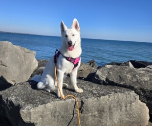 Akira