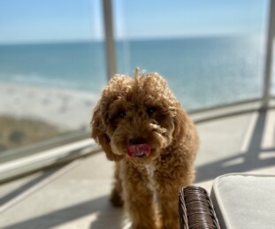 Archie