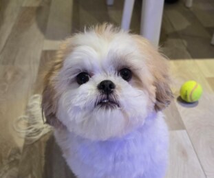 Bella - Norm N (1)
