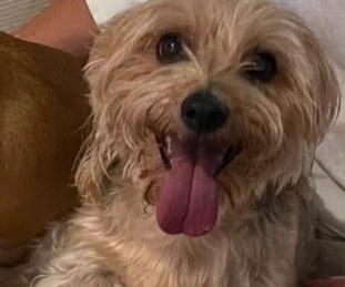 Chewy