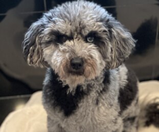 Gracie