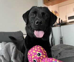ODIE