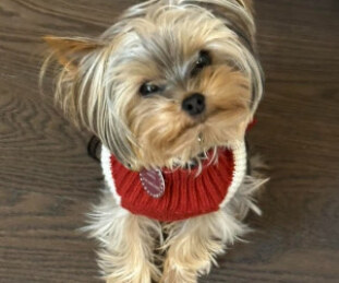 Pippa