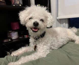 Remy toronto