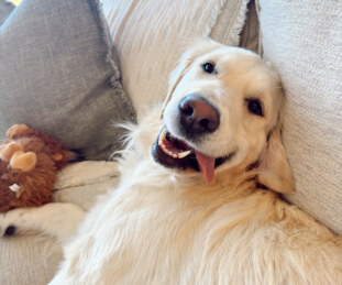 Steve (1)