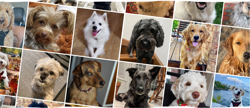 collage of dog photos